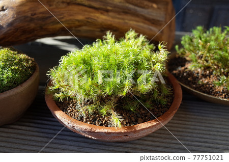 Moss bonsai such as Dicranum scoparium 77751021