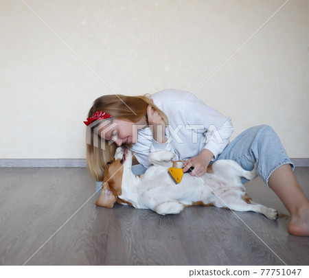 a young woman combing a beagle dog with a furminator. grooming at home a young woman combing a beagle dog with a furminator. grooming at home 77751047