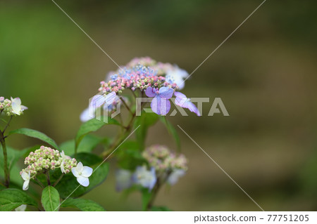 Amacha flowers 77751205