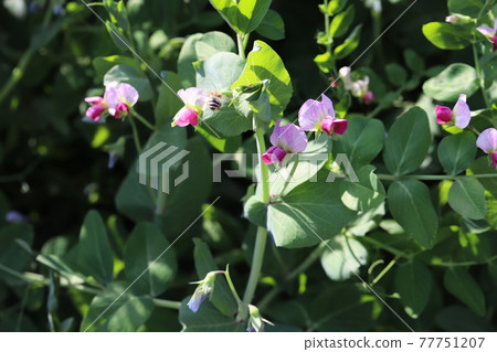 Peas flowers and bees blooming in the spring garden Peas flowers and bees blooming in the spring garden 77751207