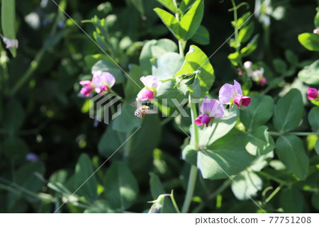 Peas flowers and bees blooming in the spring garden Peas flowers and bees blooming in the spring garden 77751208