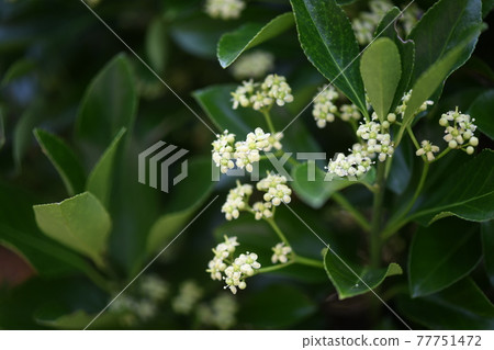 正樹的花草樹木 正樹的花草樹木 77751472