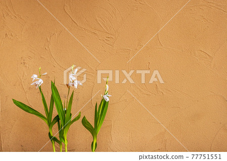 Brown wall and 3 white flowers 77751551