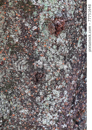 Tree skin Tree skin 77751648