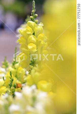 Yellow flower Yellow flower 77751750