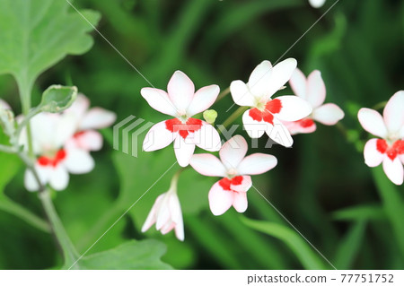 Pretty princess princess flower (Himehiougi) flower Pretty princess princess flower (Himehiougi) flower 77751752