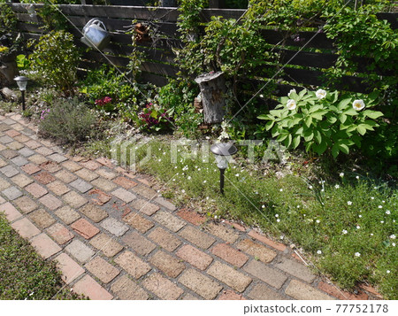 五月山牡丹盛開的花園 77752178