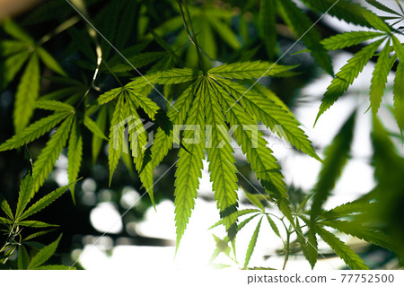 Hemp leaf background natural evening 77752500