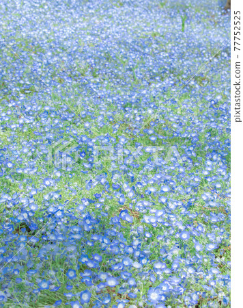 Nemophila field Nemophila field 77752525