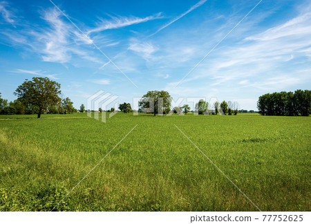 Green Wheat Fields in Springtime - Padan Plain or Po valley Lombardy Italy Green Wheat Fields in Springtime - Padan Plain or Po valley Lombardy Italy 77752625