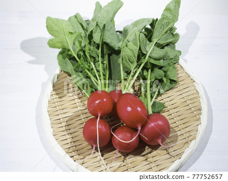 蘿蔔（紅蘿蔔）英文名：Little radish 學名：Raphanus sativu 77752657
