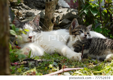 A family of stray cats taking a nap in the shade 77752659