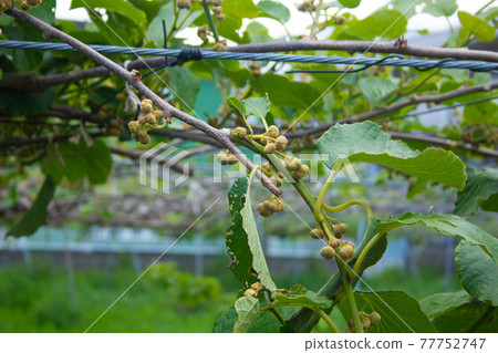 Kiwi fruit has begun to grow. Where it is still small and will grow (Japan, Tokyo, May) Kiwi fruit has begun to grow. Where it is still small and will grow (Japan, Tokyo, May) 77752747