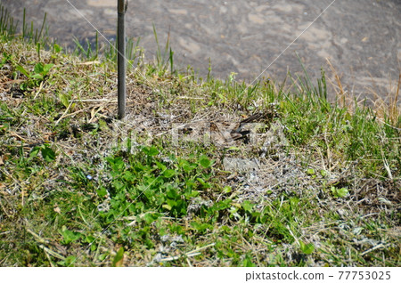 Lark's nest on the ridge 77753025