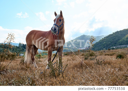 Brown horse grazes in a field with dry grass. Portrait of mare in mountain landscape near sunset. Brown horse grazes in a field with dry grass. Portrait of mare in mountain landscape near sunset. 77753538