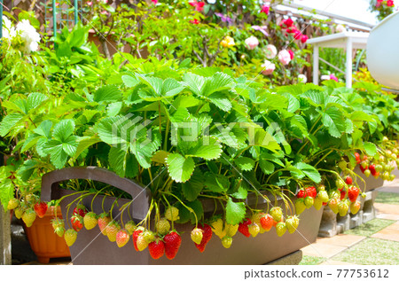 A lot of flowers & a lot of strawberries Fun gardening & kitchen garden A lot of flowers & a lot of strawberries Fun gardening & kitchen garden 77753612