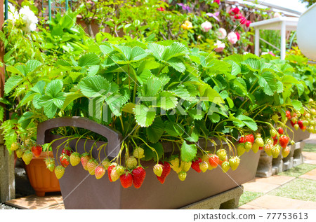 A lot of flowers & a lot of strawberries Fun gardening & kitchen garden A lot of flowers & a lot of strawberries Fun gardening & kitchen garden 77753613