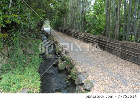 Bamboo grove and walking path beside the waterway Bamboo grove and walking path beside the waterway 77753614