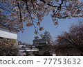 Cherry blossoms at Himeji castle 77753632