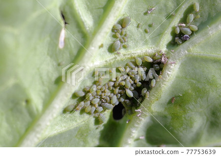 Aphids on Chinese cabbage 77753639