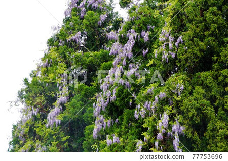 Wisteria flowers blooming in the forest 77753696