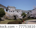Himeji Castle Nishinomaru Sakura 77753810
