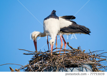 Couple of storks building nest together Couple of storks building nest together 77753839