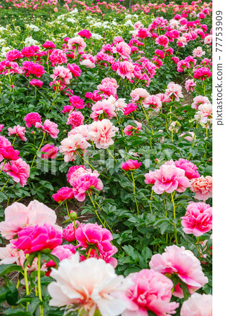 牡丹 埼玉縣深谷市牡丹園 照片素材 圖片 圖庫