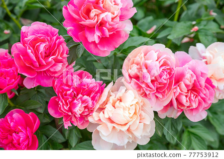Peony [Peony Garden, Fukaya City, Saitama Prefecture] 77753912