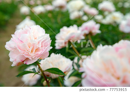 牡丹 埼玉縣深谷市牡丹園 照片素材 圖片 圖庫