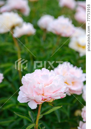 牡丹 埼玉縣深谷市牡丹園 照片素材 圖片 圖庫