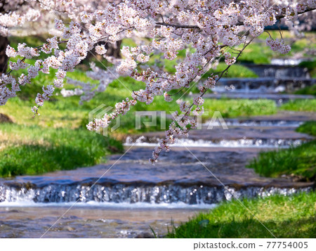 A stream with steps and cherry blossoms in full bloom (Kannonji River cherry blossom trees, Kawageta, Inawashiro, Fukushima) 77754005