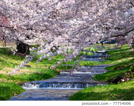 A stream with steps and cherry blossoms in full bloom (Kannonji River cherry blossom trees, Kawageta, Inawashiro, Fukushima) 77754006