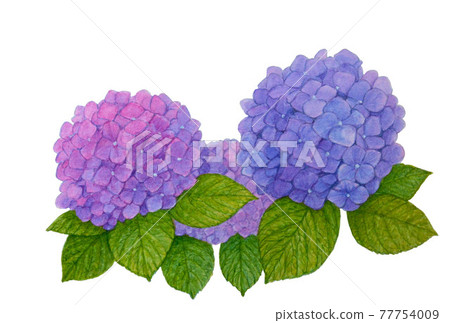 Hydrangea watercolor hand-painted realist picture illustration Hydrangea watercolor hand-painted realist picture illustration 77754009