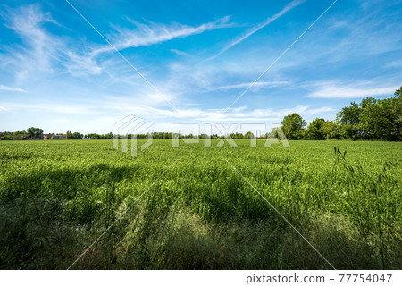 Green Wheat Fields in Springtime - Padan Plain or Po valley Lombardy Italy Green Wheat Fields in Springtime - Padan Plain or Po valley Lombardy Italy 77754047
