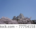 Cherry blossoms at Himeji castle 77754158