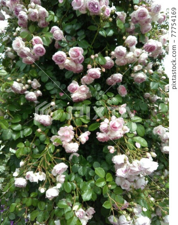 Rose garden in the hill park where you can see the port of Yokohama 77754169