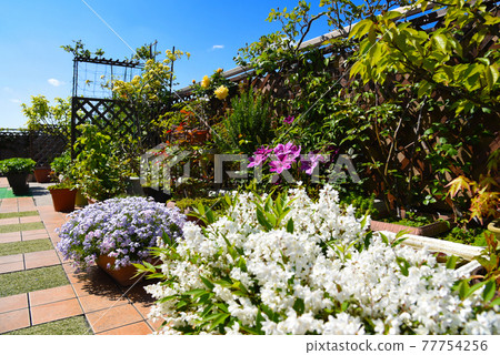 頂樓屋頂陽台園藝,鮮花盛開,綠意盎然 頂樓屋頂陽台園藝,鮮花盛開,綠意盎然 77754256