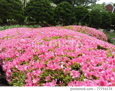 Yokohama Harbor View Park Azalea Yokohama Harbor View Park Azalea 77754278