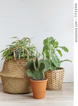 House plants on the table House plants on the table 77754300