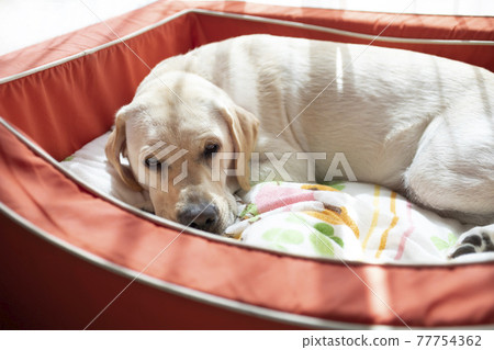 黃色拉布拉多獵犬，一隻正在打盹的狗 77754362