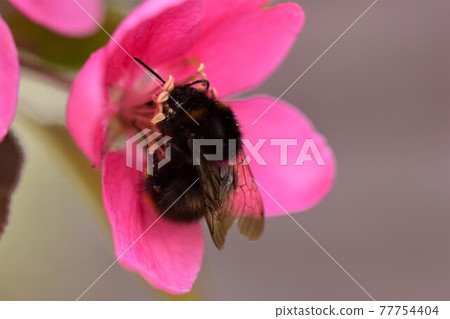 Bumblebee collecting pollen in appletree blossom as a closeup Bumblebee collecting pollen in appletree blossom as a closeup 77754404