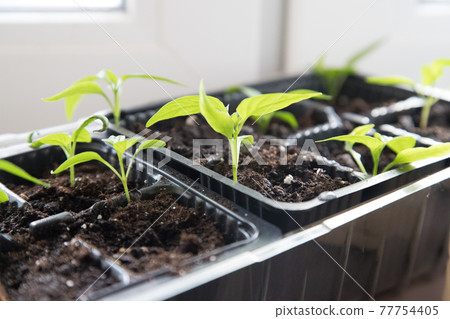 Pepper seedlings in the spring. The concept of home gardening 77754405