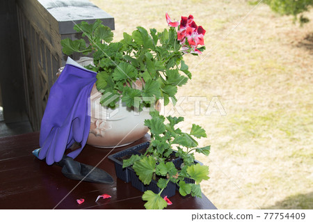 Gloves and garden tools for transplanting flower seedlings in spring. Concept of home garden. Copy space.Springtime. 77754409