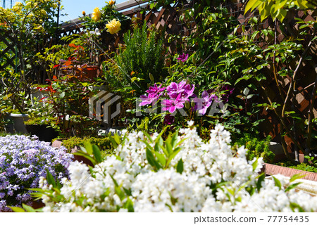 Spring gardening, full of flowers, flower balcony in full bloom 77754435