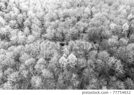 Black and white aerial view of a deciduous forest in winter with trees that have thrown off their leaves, abstract impression. Black and white aerial view of a deciduous forest in winter with trees that have thrown off their leaves, abstract impression. 77754652