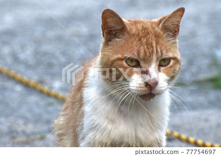 我在城島遇到的一隻友好的貓 77754697