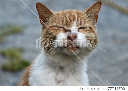 一隻笑瞇瞇的貓 77754700