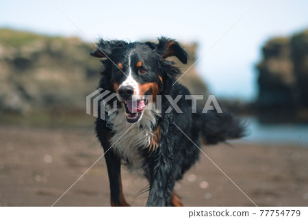 伯恩山犬 77754779