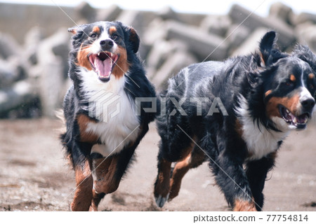 伯恩山犬 77754814